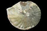 Cretaceous Fossil Ammonite (Metoicoceras) - Texas #157237-1